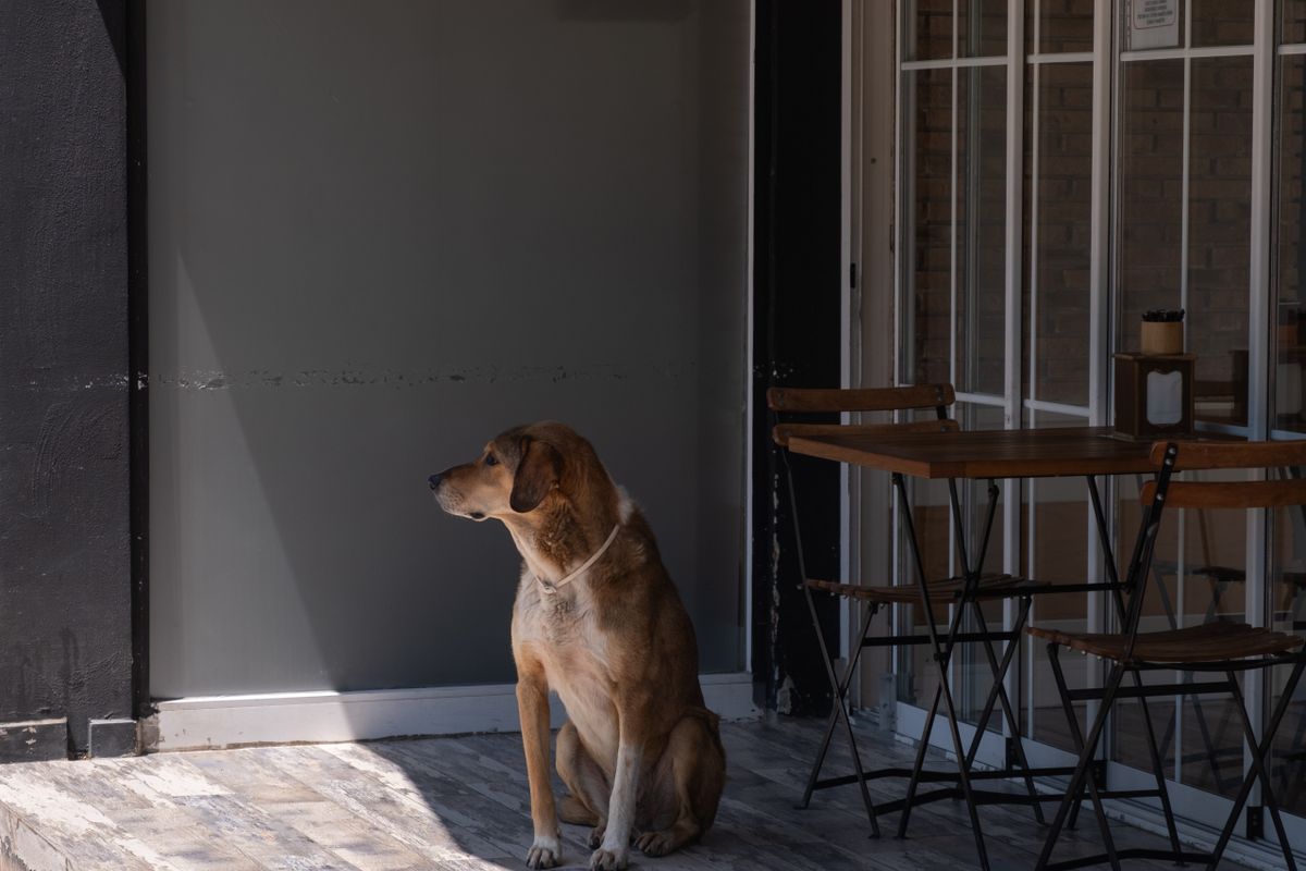 Dog-Friendly Patios in Denton County